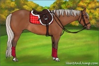 Horse Color:Silver Bay Rabicano 