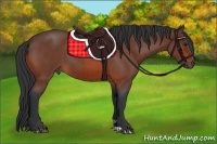 Horse Color:Bay Roan 