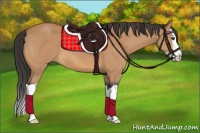 Horse Color:Buckskin Splash 