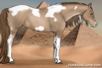 Horse Color:Liver Chestnut Pearl Tobiano Frame 