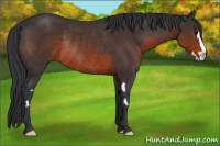 Horse Color:Chocolate Brown Sabino Splash Frame Rabicano