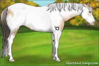 Horse Color:Amber Cream Champagne Tobiano Frame Rabicano