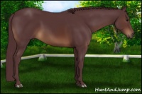 Horse Color:Chocolate Brown Rabicano