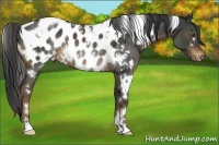 Horse Color:White Spotted Liver Chestnut Blanket Rabicano 