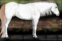 Horse Color:White Spotted Liver Chestnut 