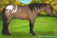 Horse Color:Brown Dun Appaloosa 