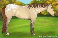 Horse Color:White Spotted Sable Cream Champagne Dun Sabino Appaloosa Rabicano 