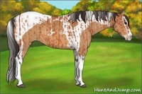 Horse Color:Bay Splash Tobiano Appaloosa  and Bay Splash Tobiano Appaloosa 
