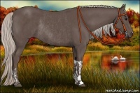 Horse Color:Silver Black  and Silver Black Rabicano 