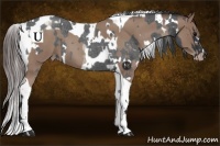 Horse Color:White Spotted Blue Roan  and Classic Champagne Roan Tobiano 