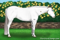 Horse Color:Brown Dun Splash Tobiano Appaloosa Rabicano 