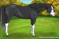 Horse Color:Black Splash
