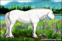 Horse Color:Gold Cream Champagne Appaloosa and Gold Cream Champagne Appaloosa