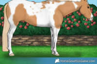 Horse Color:Chestnut Tobiano