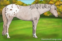 Horse Color:Chestnut Appaloosa