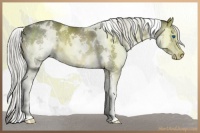 Horse Color:White Spotted Liver Chestnut Splash 