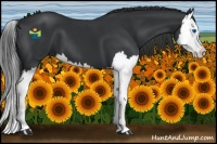 Horse Color:Black Splash