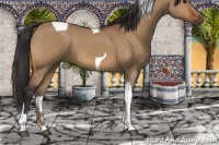 Horse Color:Bay Dun Tobiano 