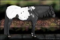 Horse Color:Black Appaloosa