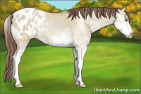Horse Color:Classic Champagne Dun Sabino Blanket Rabicano 