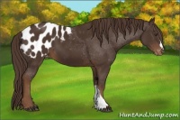 Horse Color:Liver Chestnut Appaloosa