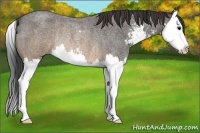 Horse Color:Buckskin Roan Sabino Splash Rabicano 