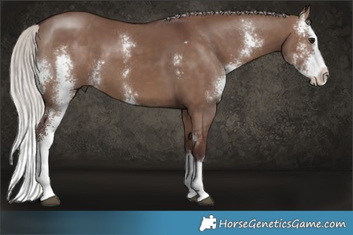 Horse Color:Chocolate Silver Brown Dun Sabino Splash 
