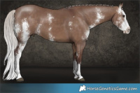Horse Color:Chocolate Silver Brown Dun Sabino Splash 