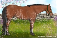 Horse Color:White Spotted Bay Splash  and Bay 