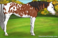 Horse Color:Bay Splash Appaloosa 
