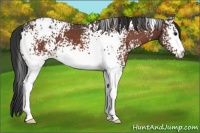 Horse Color:White Spotted Brown Roan Appaloosa
