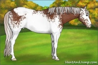 Horse Color:White Spotted Silver Bay Appaloosa