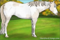 Horse Color:White Spotted Perlino Roan Frame Rabicano 