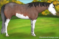 Horse Color:Brown Roan Splash