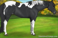 Horse Color:Black Tobiano Appaloosa 