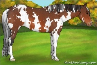 Horse Color:White Spotted Bay Appaloosa