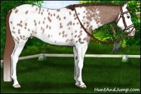 Horse Color:Red Roan Splash Appaloosa Rabicano