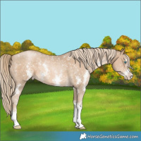 Horse Color:Chocolate Palomino Pearl Sabino