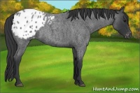 Horse Color:Blue Roan Appaloosa Rabicano 