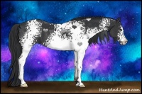 Horse Color:White Spotted Black