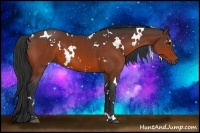 Horse Color:White Spotted Brown