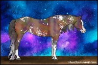 Horse Color:Nacre White Spotted Bay Splash Appaloosa