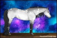 Horse Color:White Spotted Bay Chinchilla 