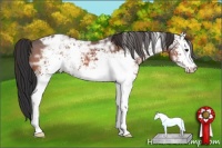 Horse Color:White Spotted Brown Ice Appaloosa 