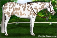 Horse Color:Bay Roan Dun Splash Near Leopard 