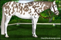 Horse Color:Chocolate Palomino Splash Near Leopard 