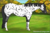 Horse Color:Blue Roan Appaloosa