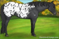 Horse Color:Blue Roan Appaloosa