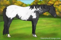 Horse Color:Blue Roan Appaloosa