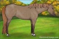 Horse Color:Liver Red Dun Roan 